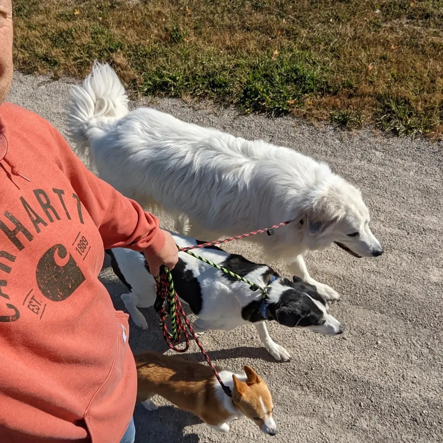 A person in a red sweatshirt walks three dogs on leashes: one large white, one black-and-white, and one small tan dog. Dog trainer in Northville MI.