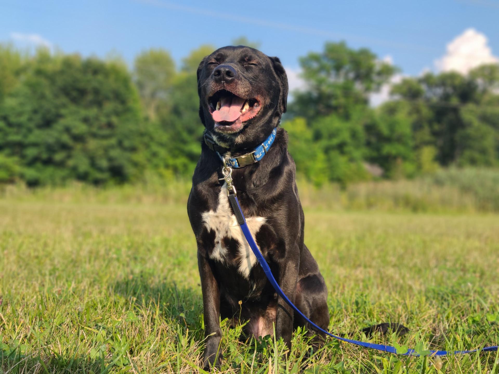 A black dog on a leash with a white chest