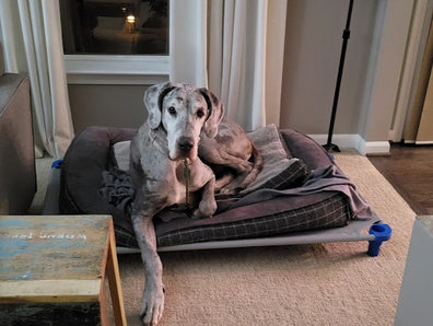 A large Great Dane relaxing on a raised dog cot.
