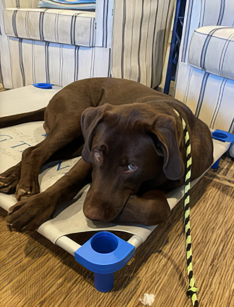A chocolate Labrador Retriever puppy resting indoors.
