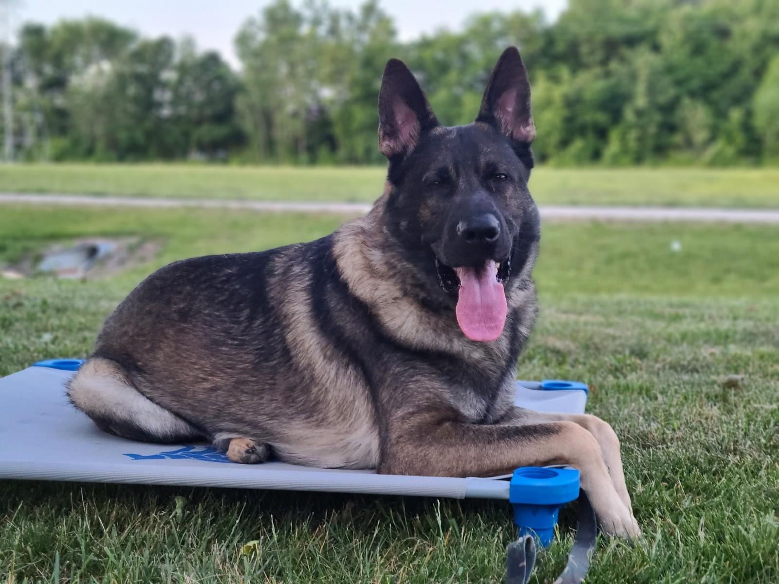 A German shepherd dog is laying on a bed in the grass