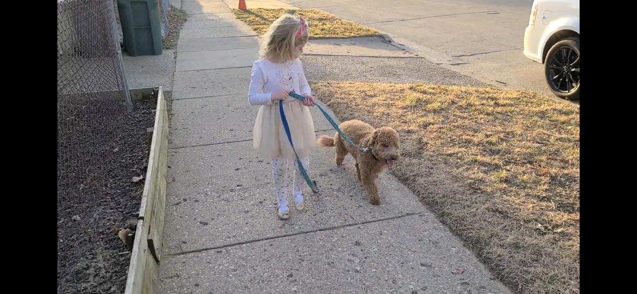 A little girl is walking a small dog on a leash.