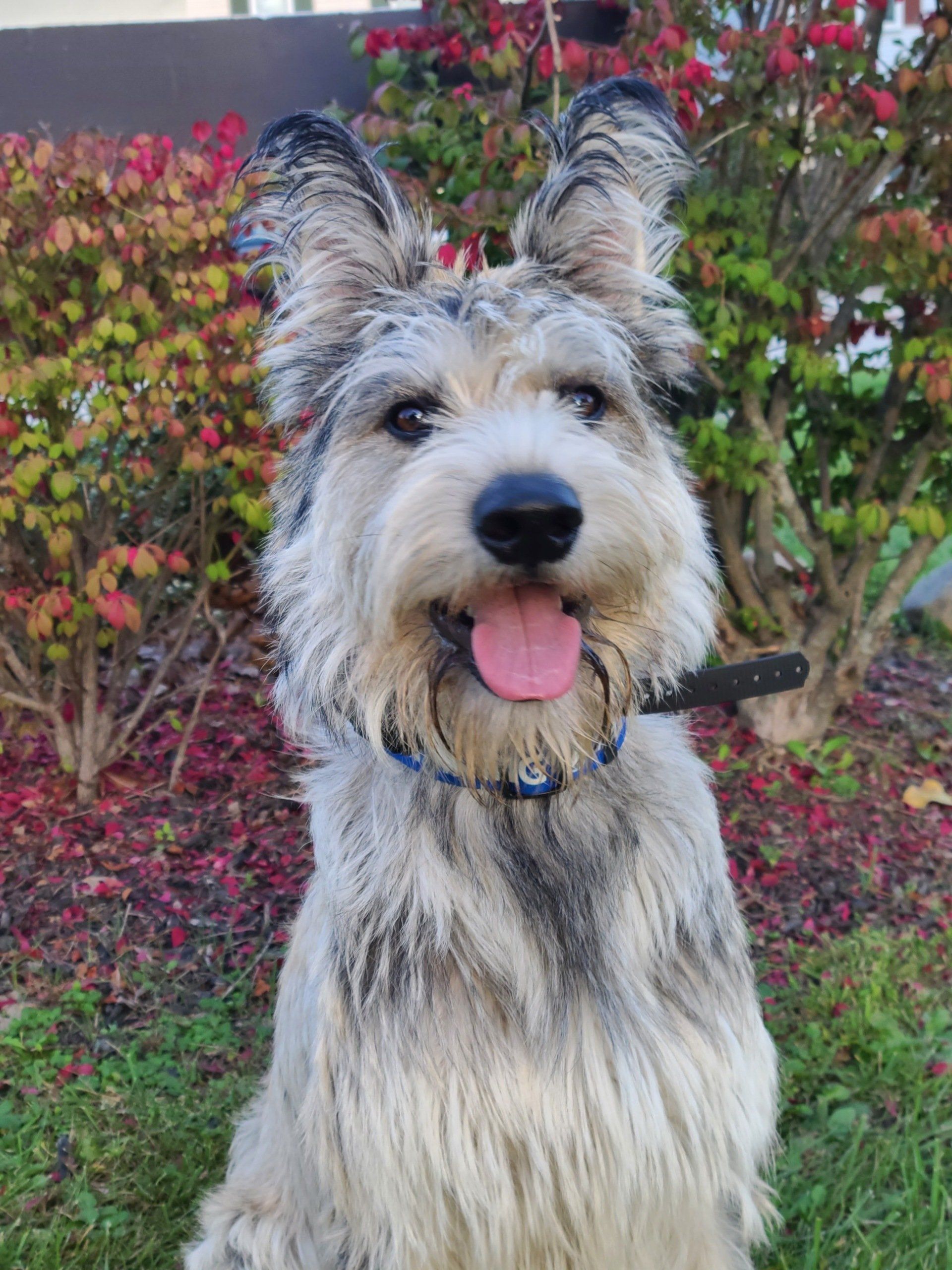 A small dog with its tongue out is sitting in the grass