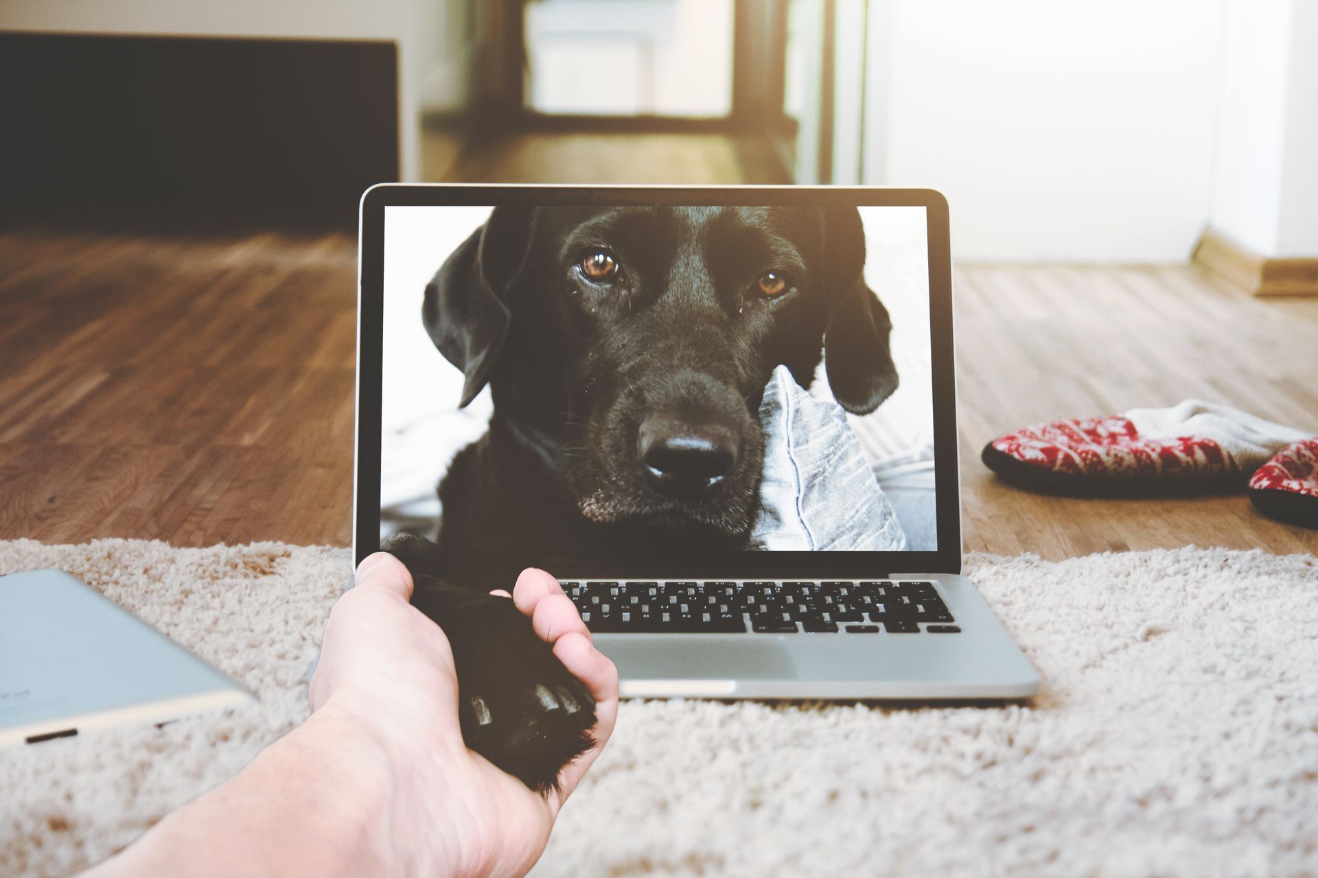 A person is holding a black dog 's paw in front of a laptop