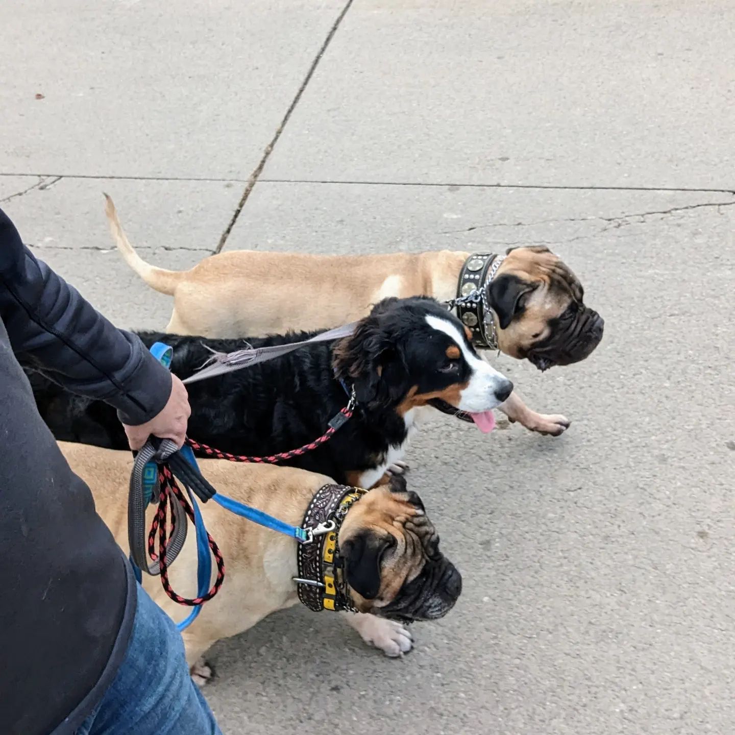 A person walking three dogs together.