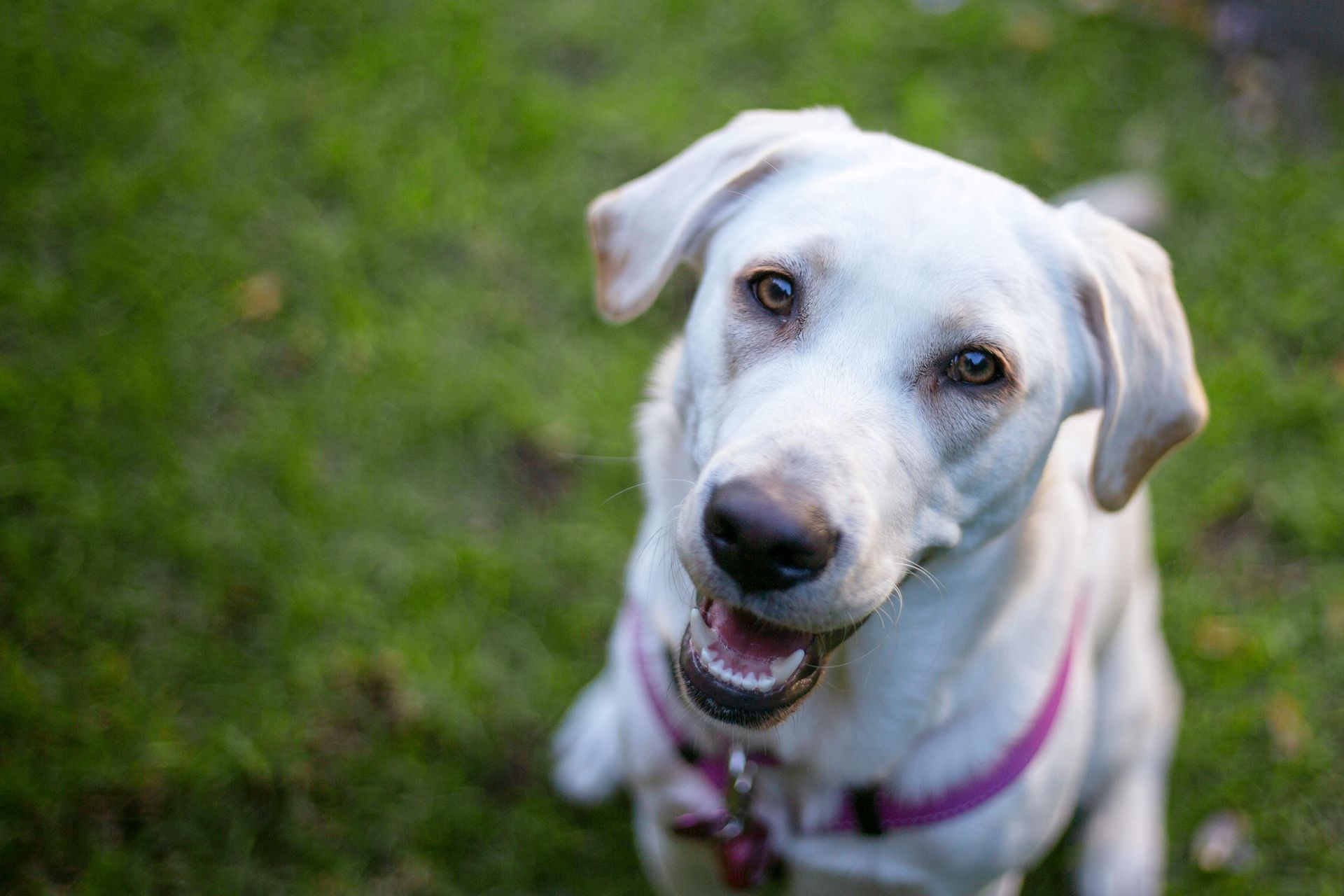 A light-colored dog sitting on lush green grass.