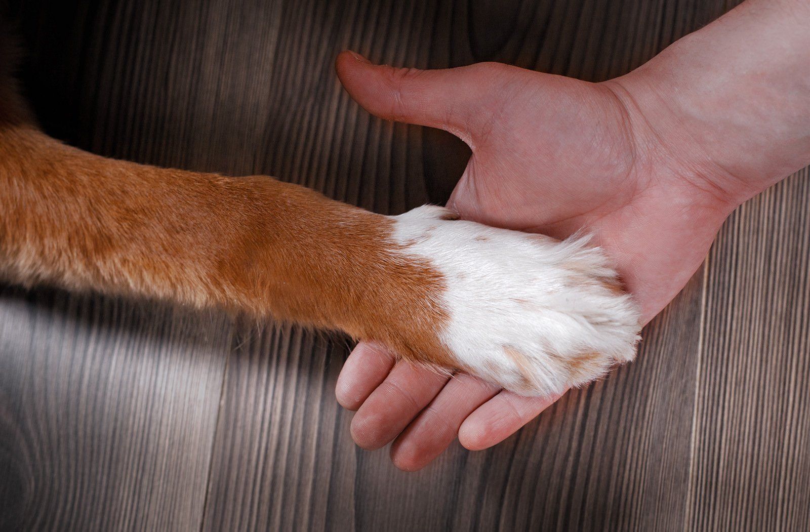 A person is holding a cat 's paw in their hand