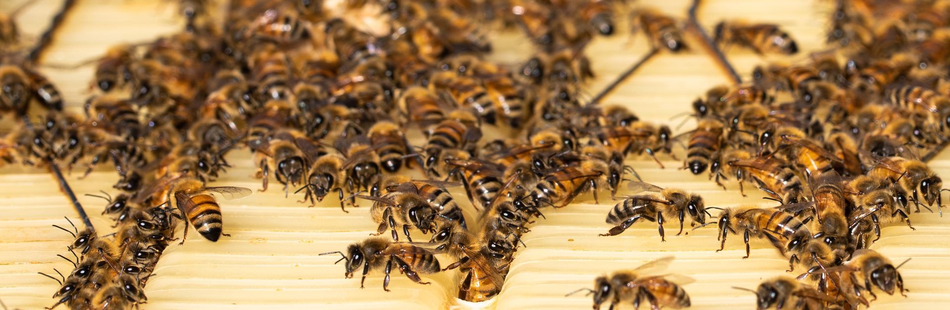 A wasp is sitting on top of a honeycomb.