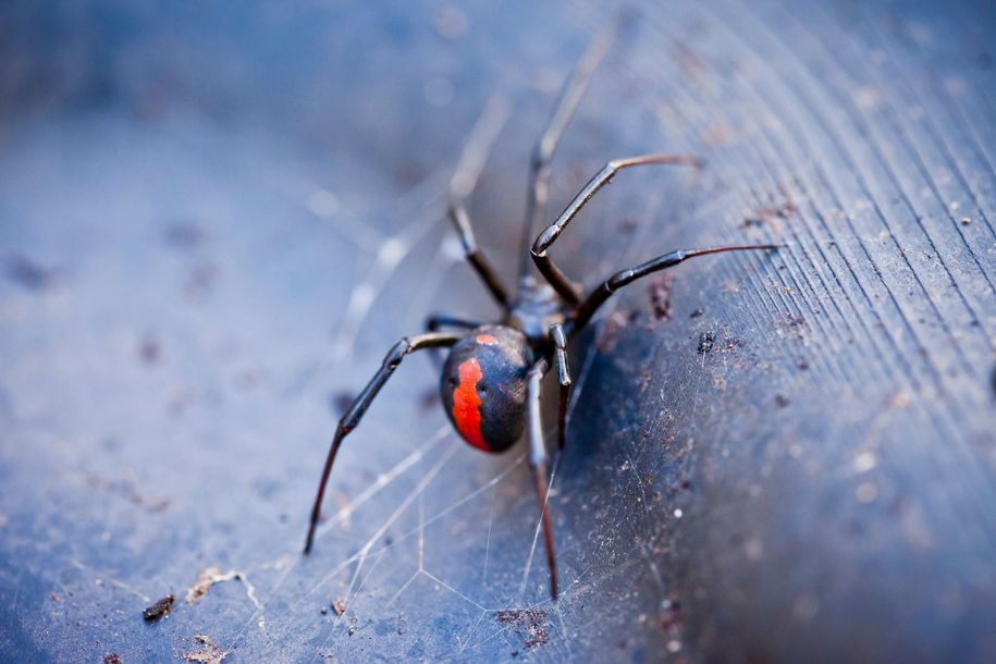 A wasp is sitting on top of a wasp nest.