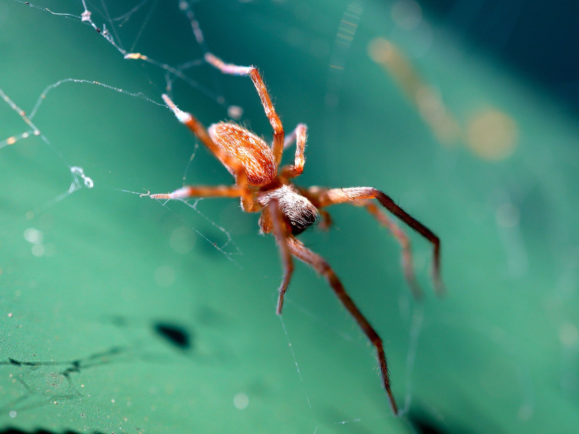A close up of a spider on a web on a green surface.
