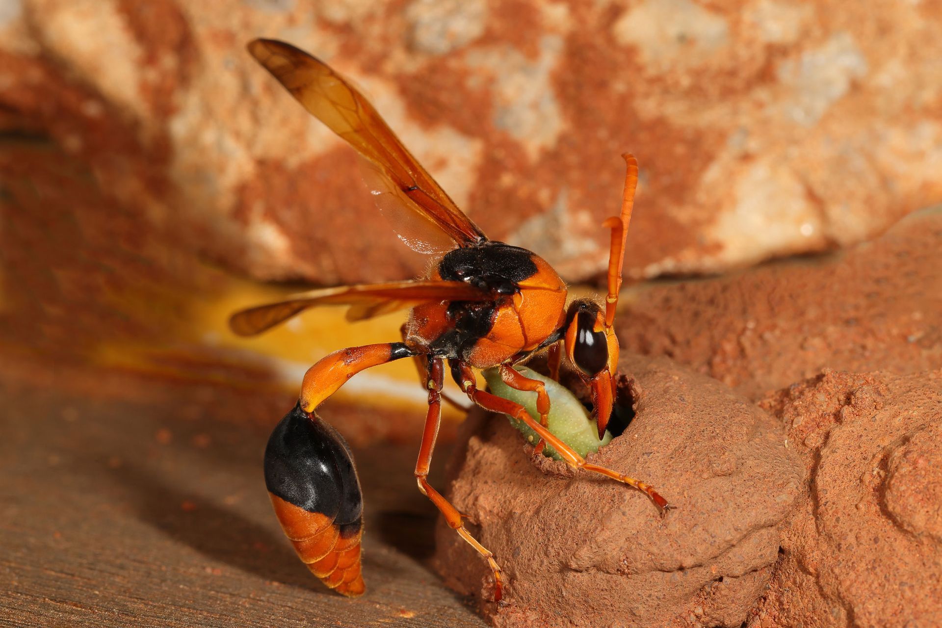 A close up of a wasp sitting on a rock. A close up of a wasp sitting on a rock.