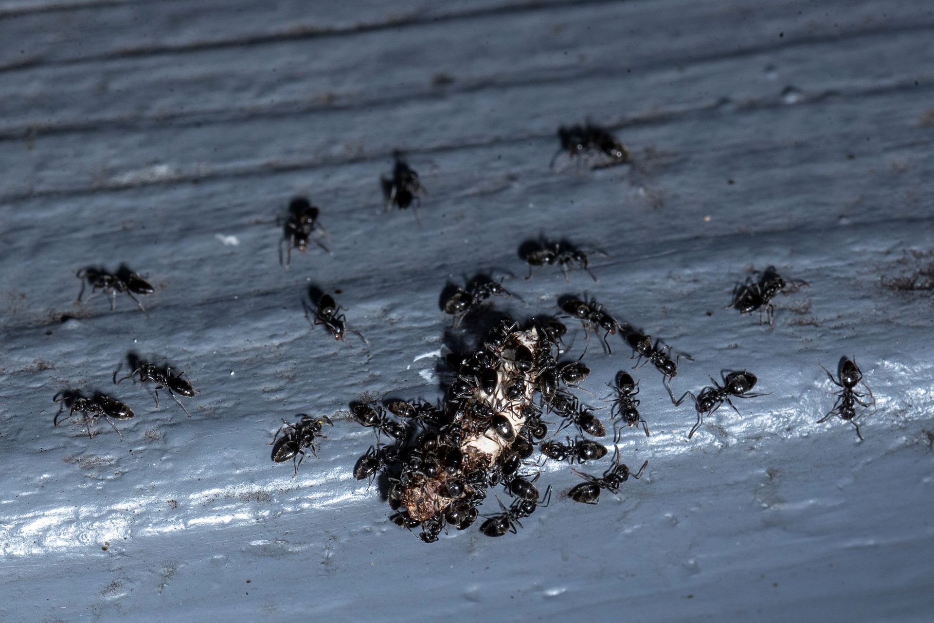 A bunch of ants are crawling on a piece of wood.