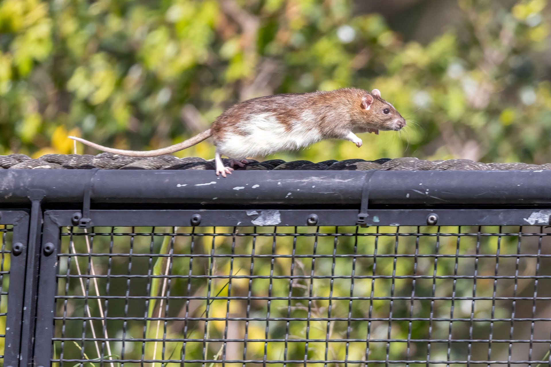 A rat is standing on top of a metal fence.