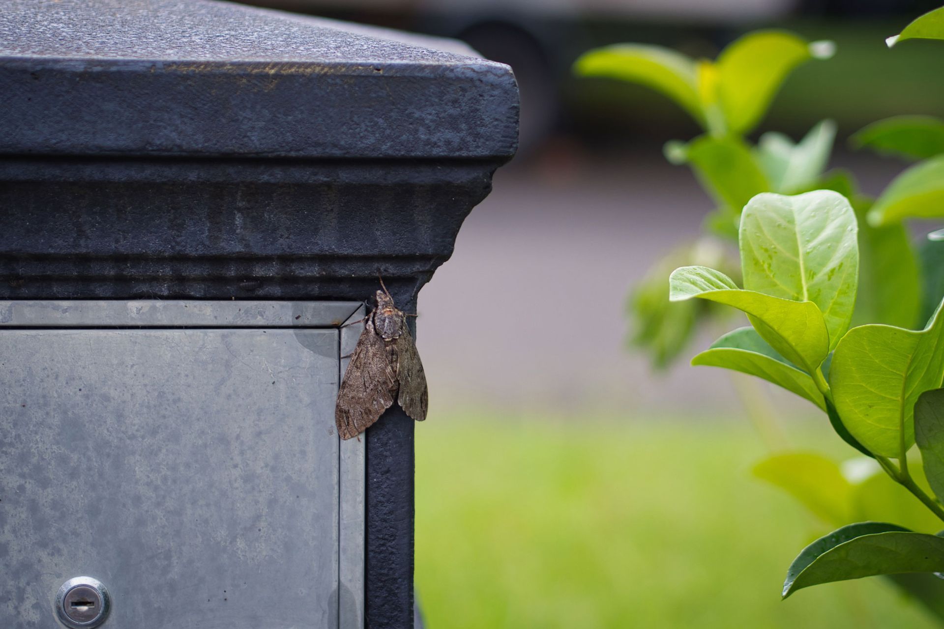 A moth is sitting on the side of a mailbox.