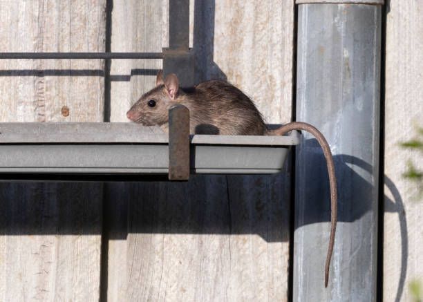A rat is sitting on top of a metal railing.