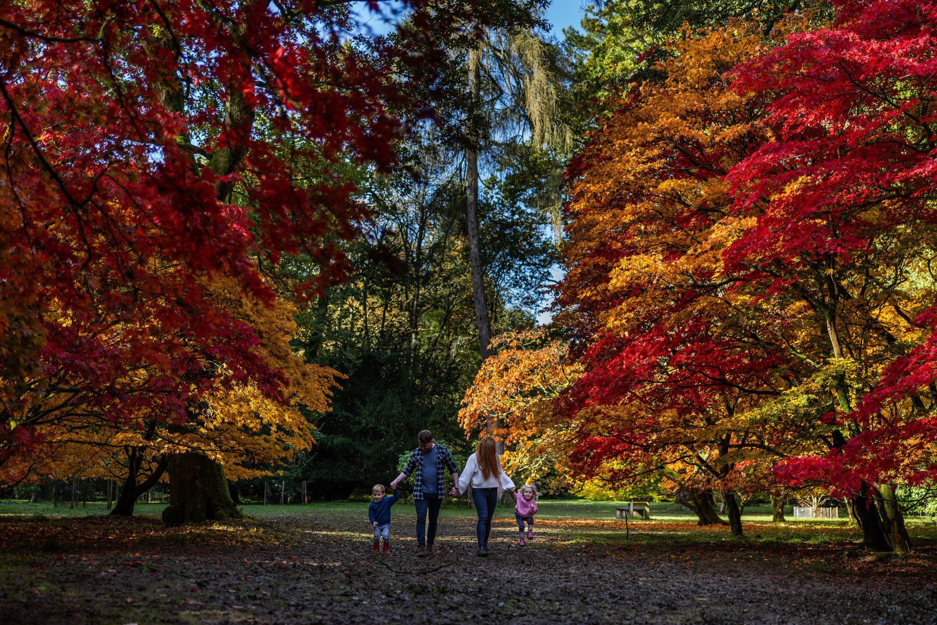 People walking through a park lined with vibrant red, orange, and yellow autumn trees.