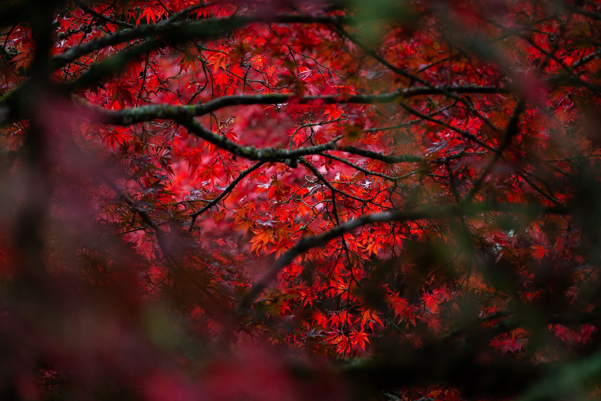 Red maple leaves glowing against dark, blurred branches in a dense forest canopy