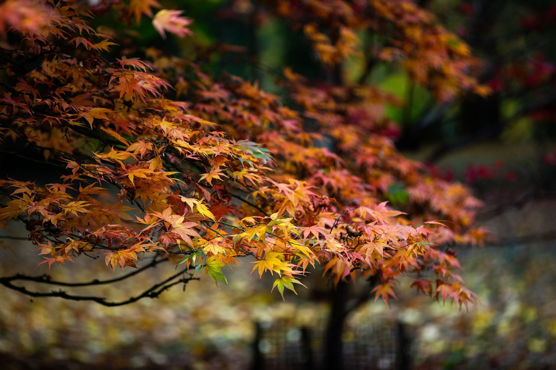 Autumn maple leaves in orange, red, and yellow on a tree branch, softly blurred background