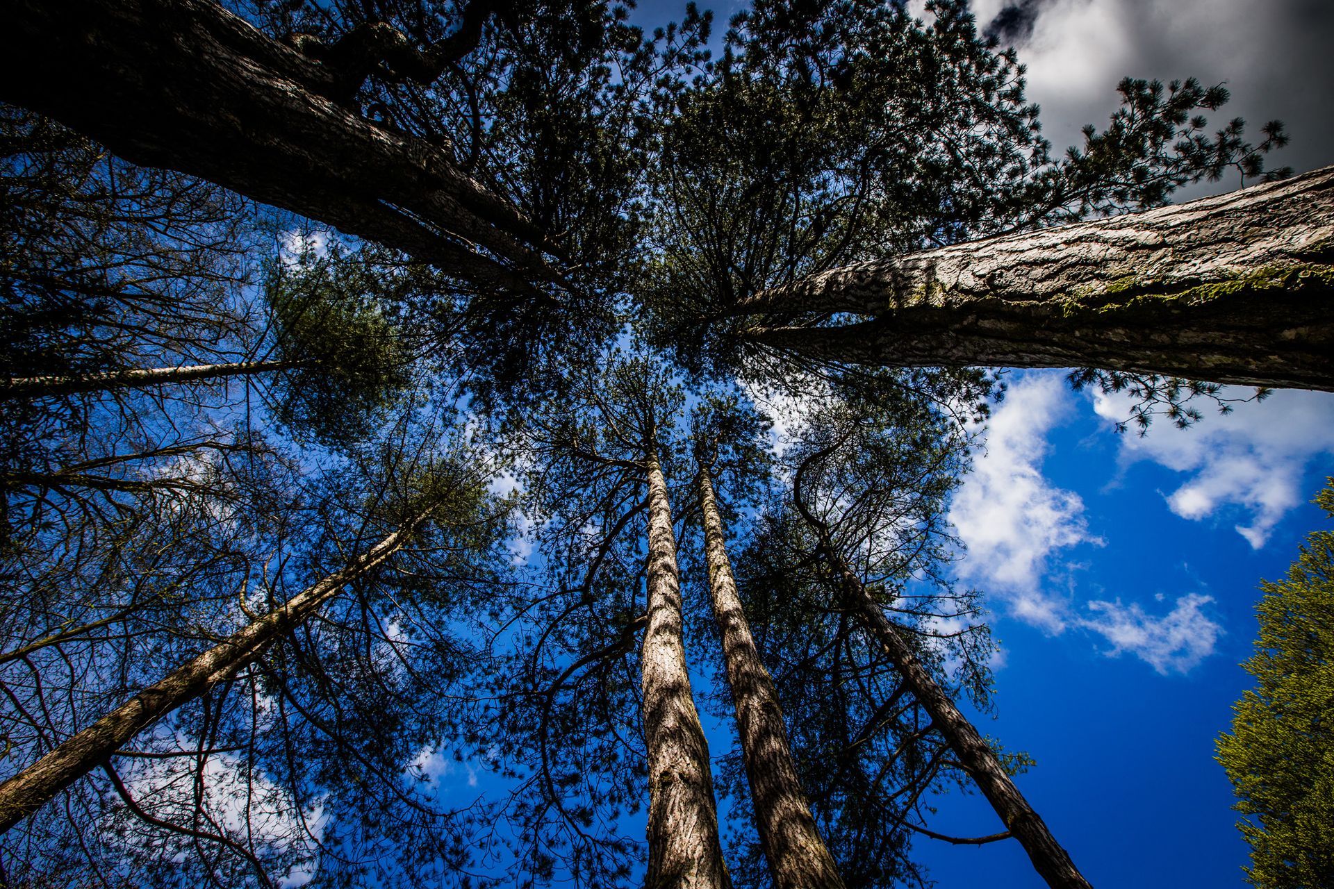 Looking up at tall trees framing a bright blue sky with clouds