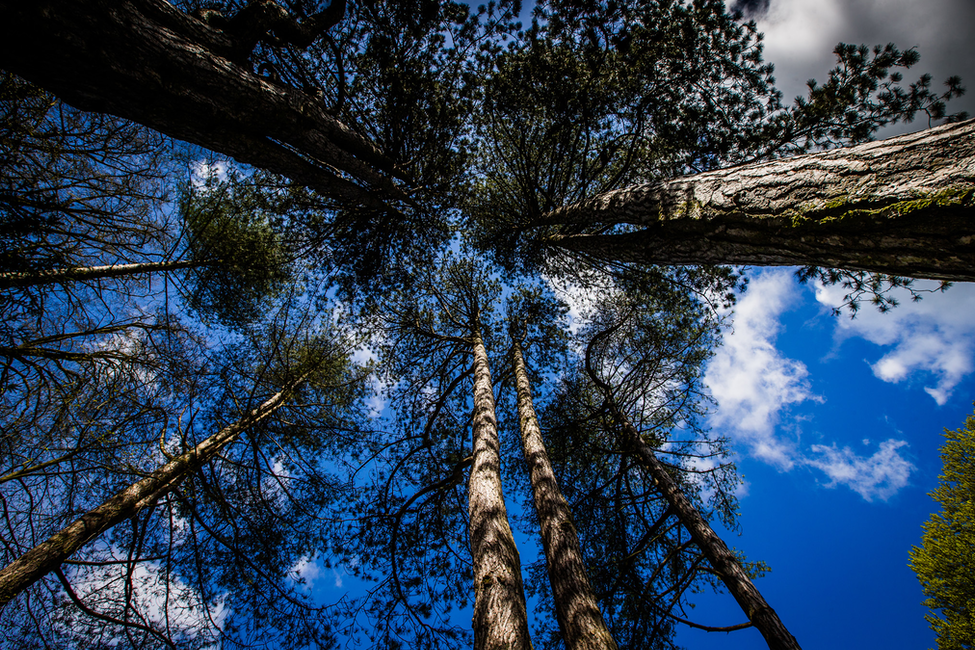 Looking up at tall trees framing a bright blue sky with white clouds
