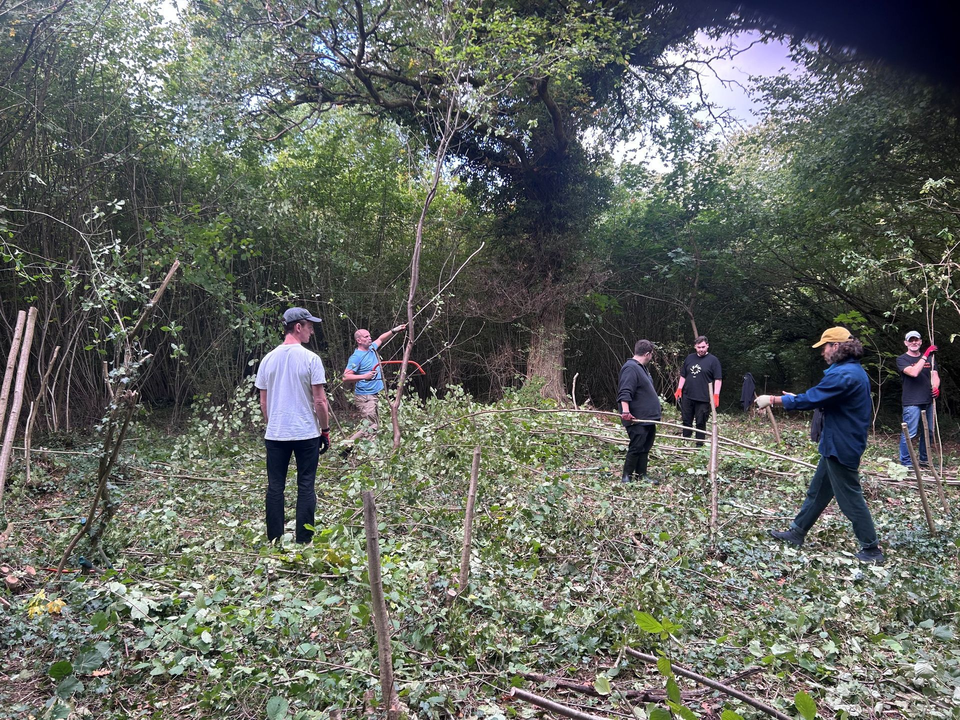 A team from building performance specialist Mesh volunteer in ancient woodland