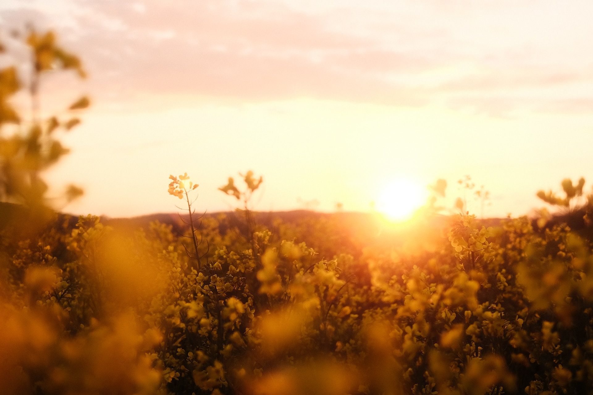 Sunset over a field of wildflowers with warm golden light and blurred blossoms in the foreground
