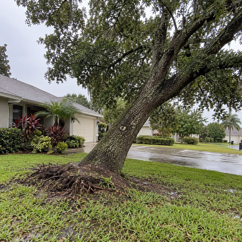 Bent tree with exposed roots in a wet front yard beside a house after rain