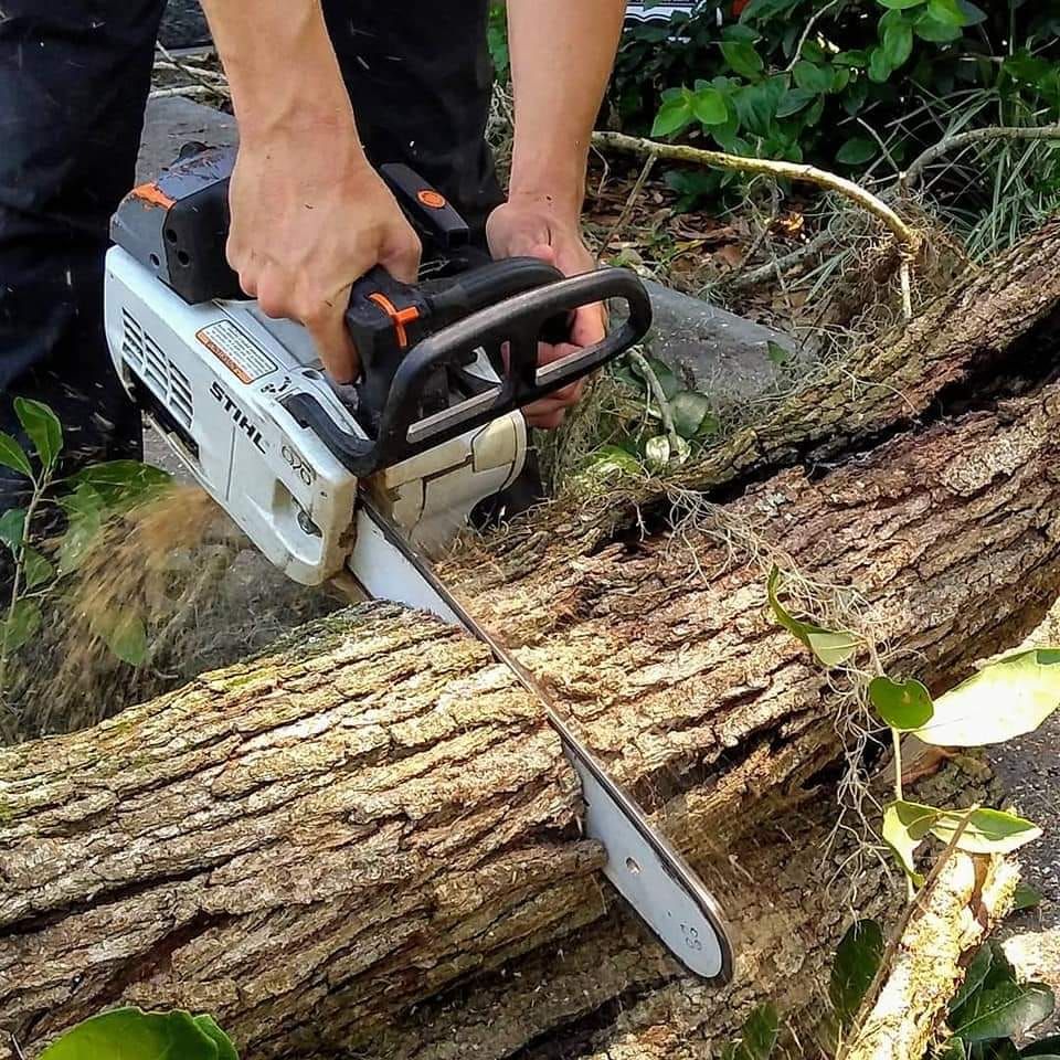 Person using a chainsaw to cut a large fallen tree trunk outdoors.