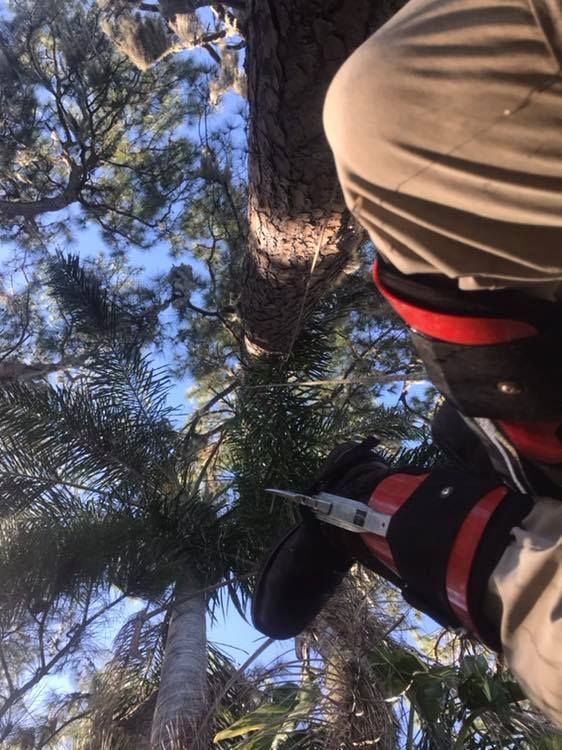 Person climbing among tall pine trees, wearing tan and red gear, seen from below