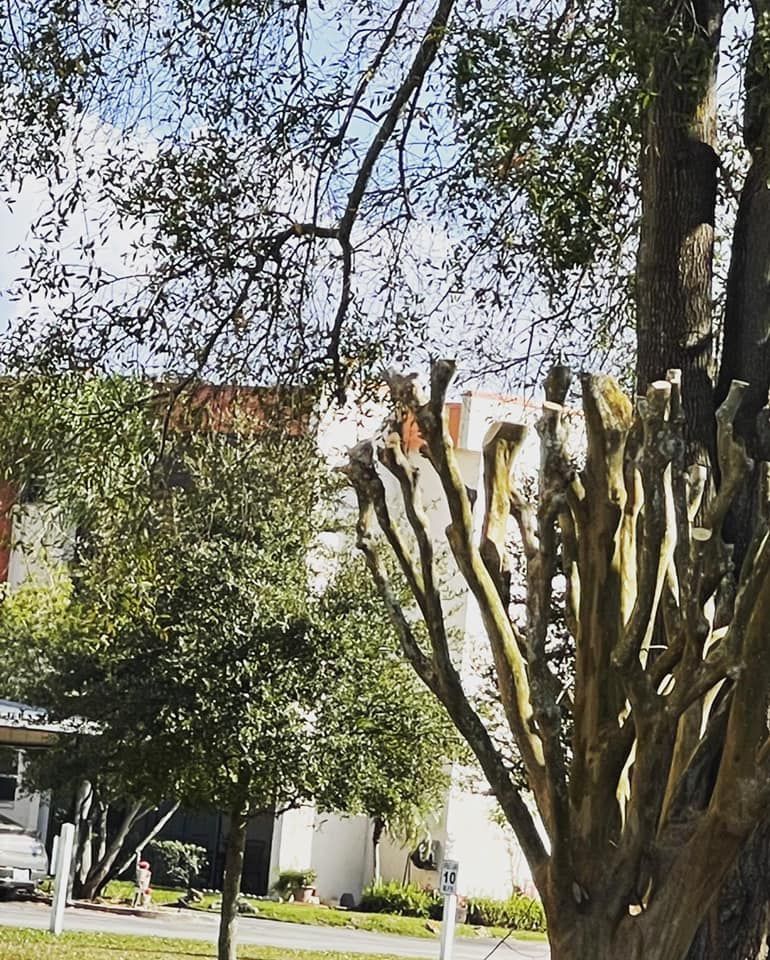 Tree trimmed into sculpted branches in a leafy yard near a house under a partly cloudy sky