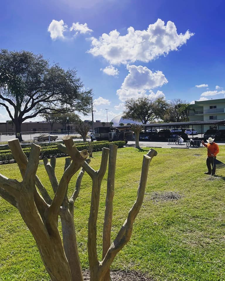 Sunny park with a trimmed shrub in the foreground, grassy field, trees, and a person in an orange shirt near parked cars.