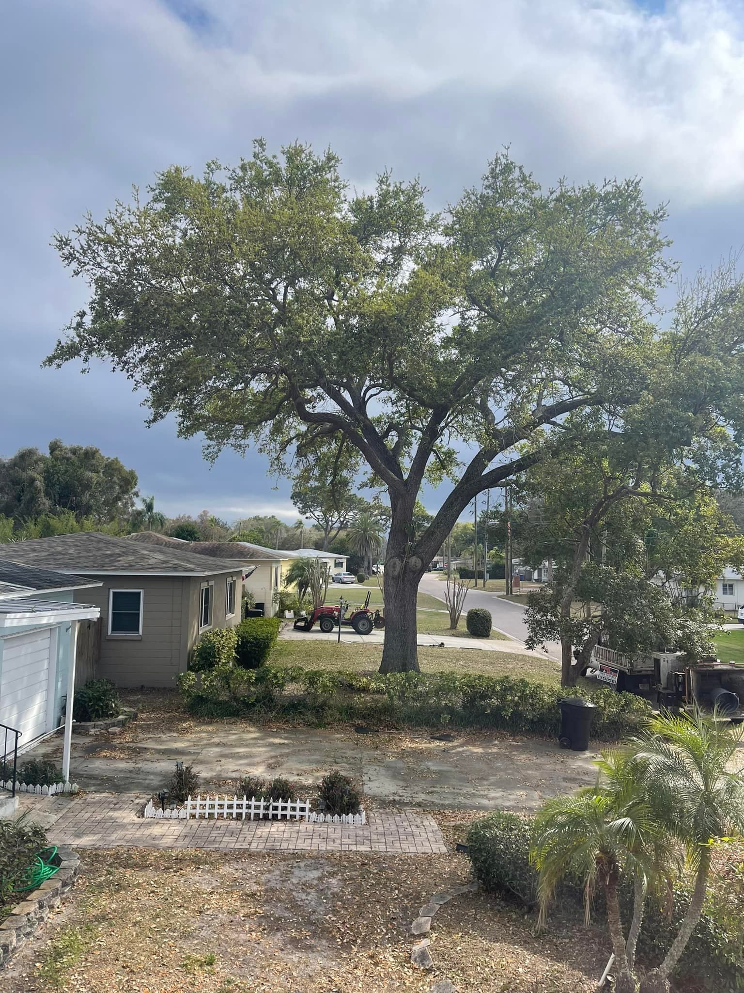 A large tree in a dry front yard beside a small house under a cloudy sky.