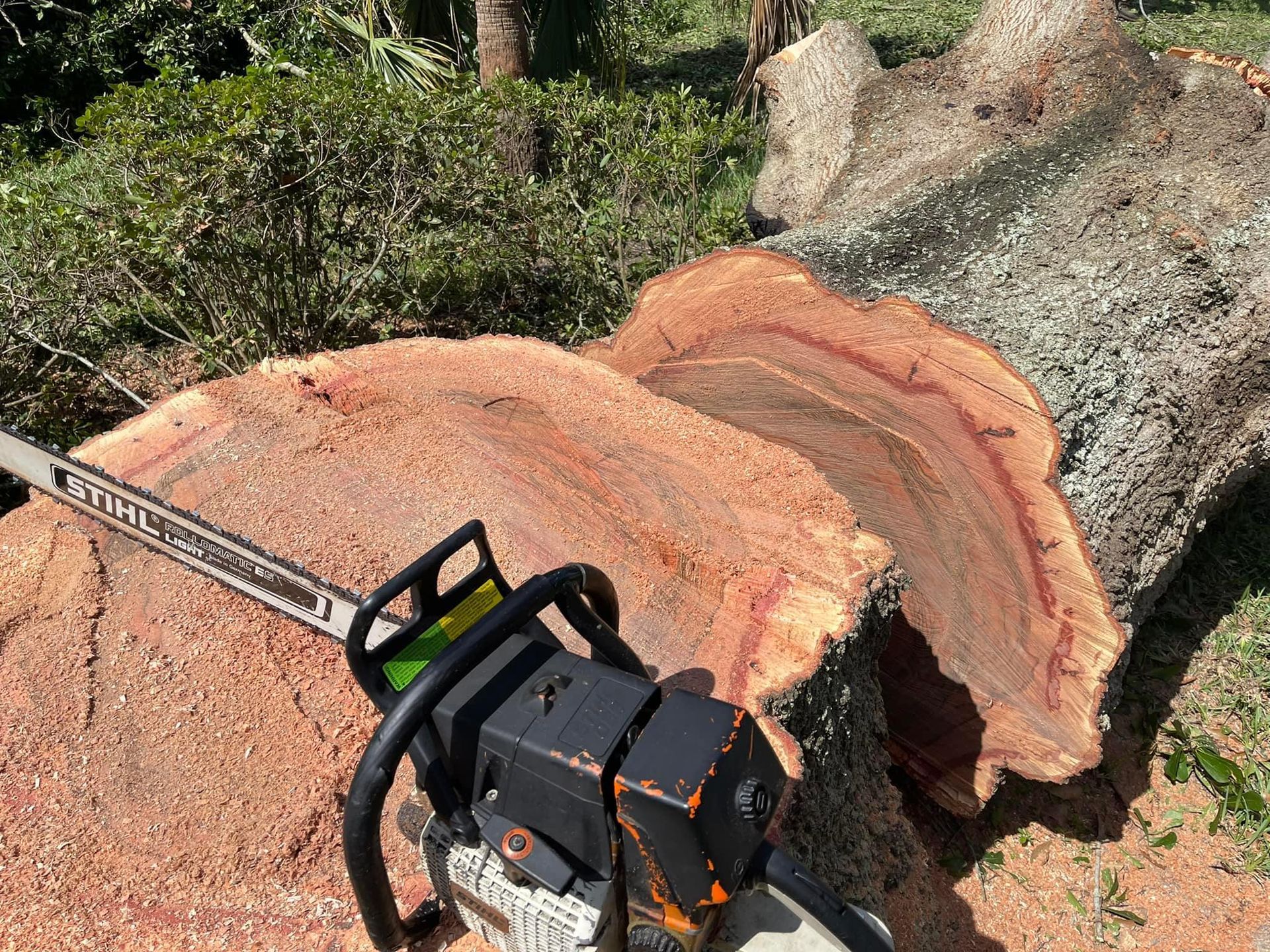 Chainsaw cutting a large fallen tree trunk, with fresh wood exposed outdoors.