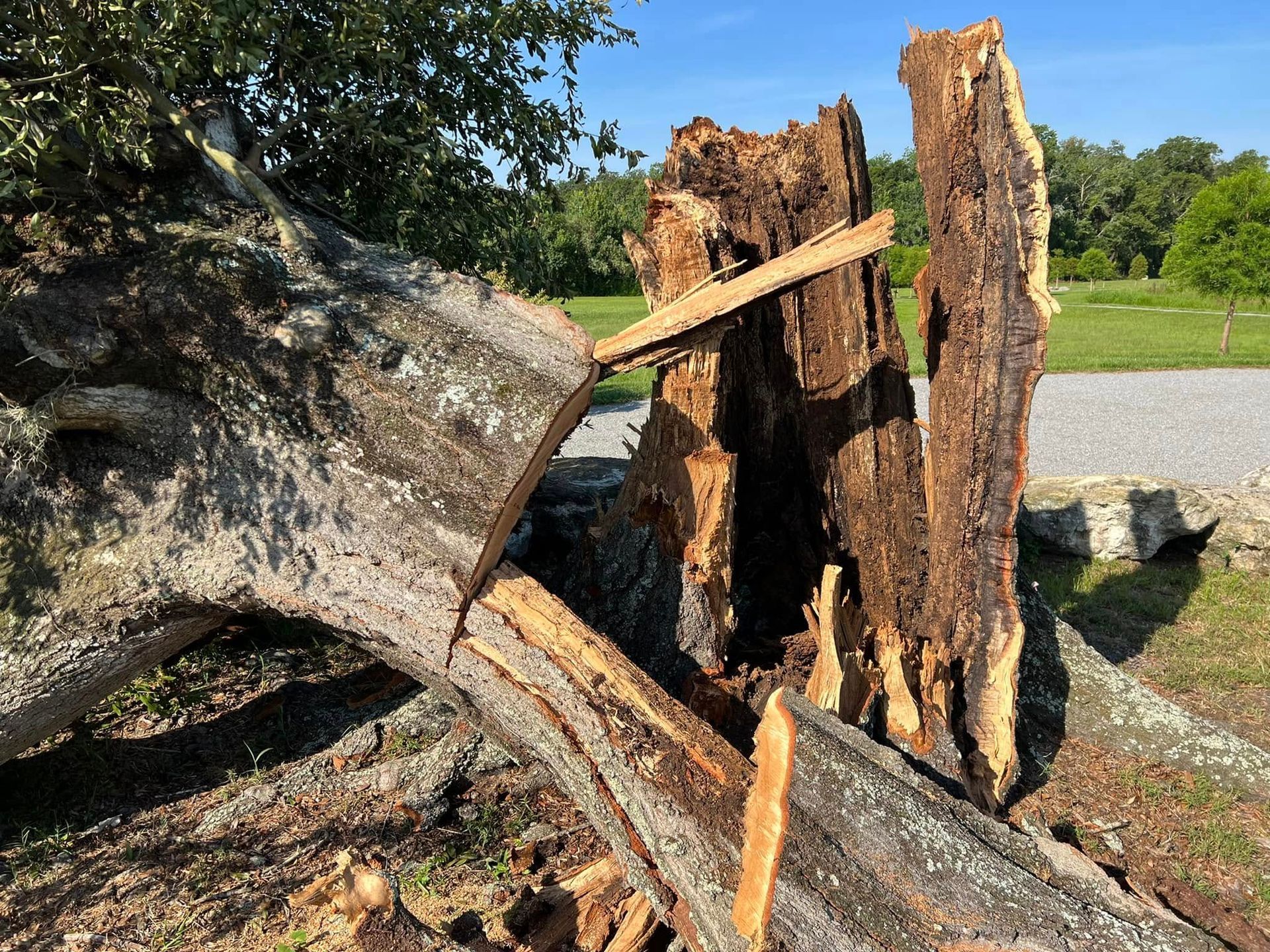Broken tree trunk with jagged splintered wood beside a gravel path in a grassy park