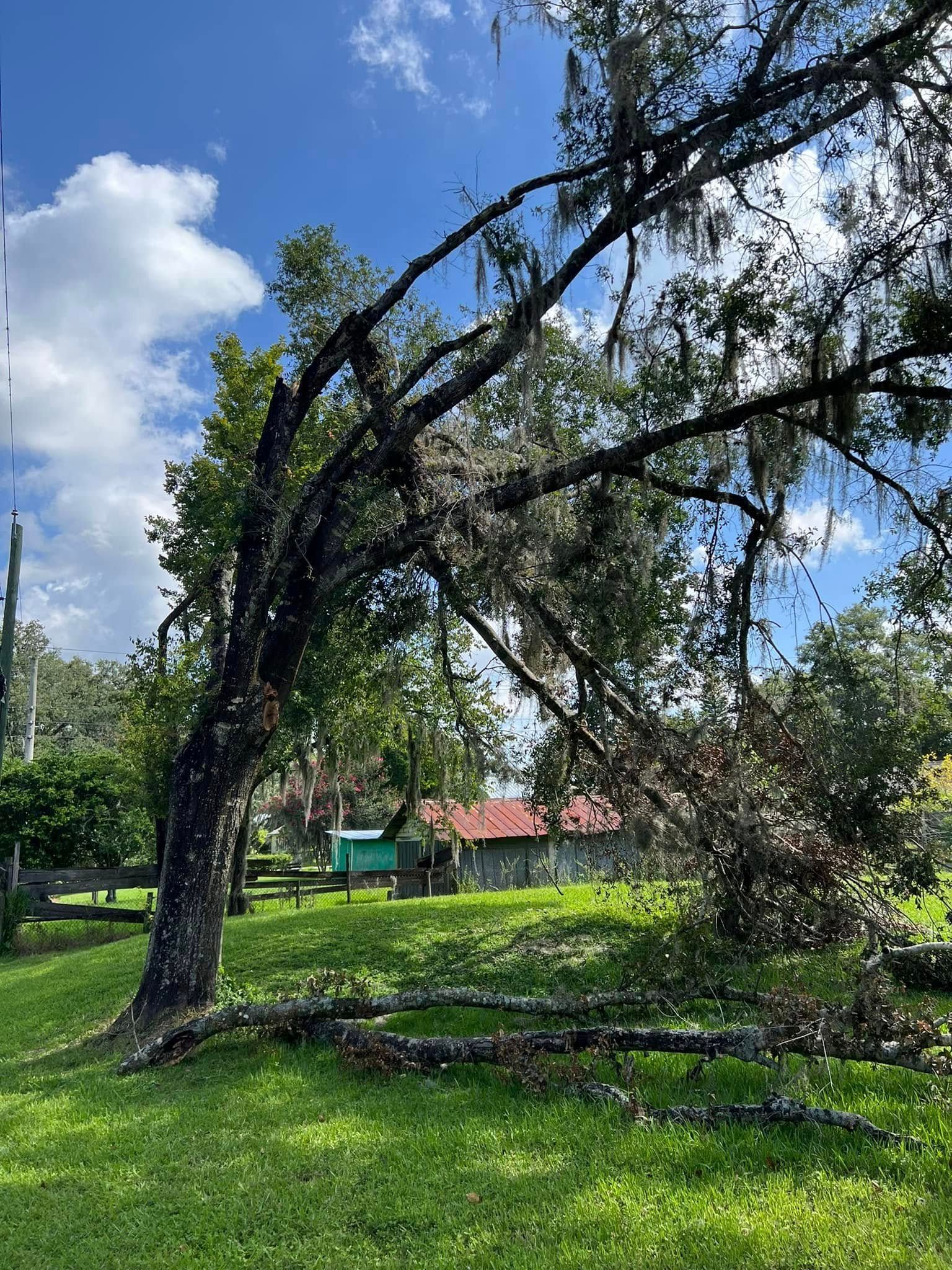 Storm-damaged tree bent over a grassy yard under a blue sky with clouds