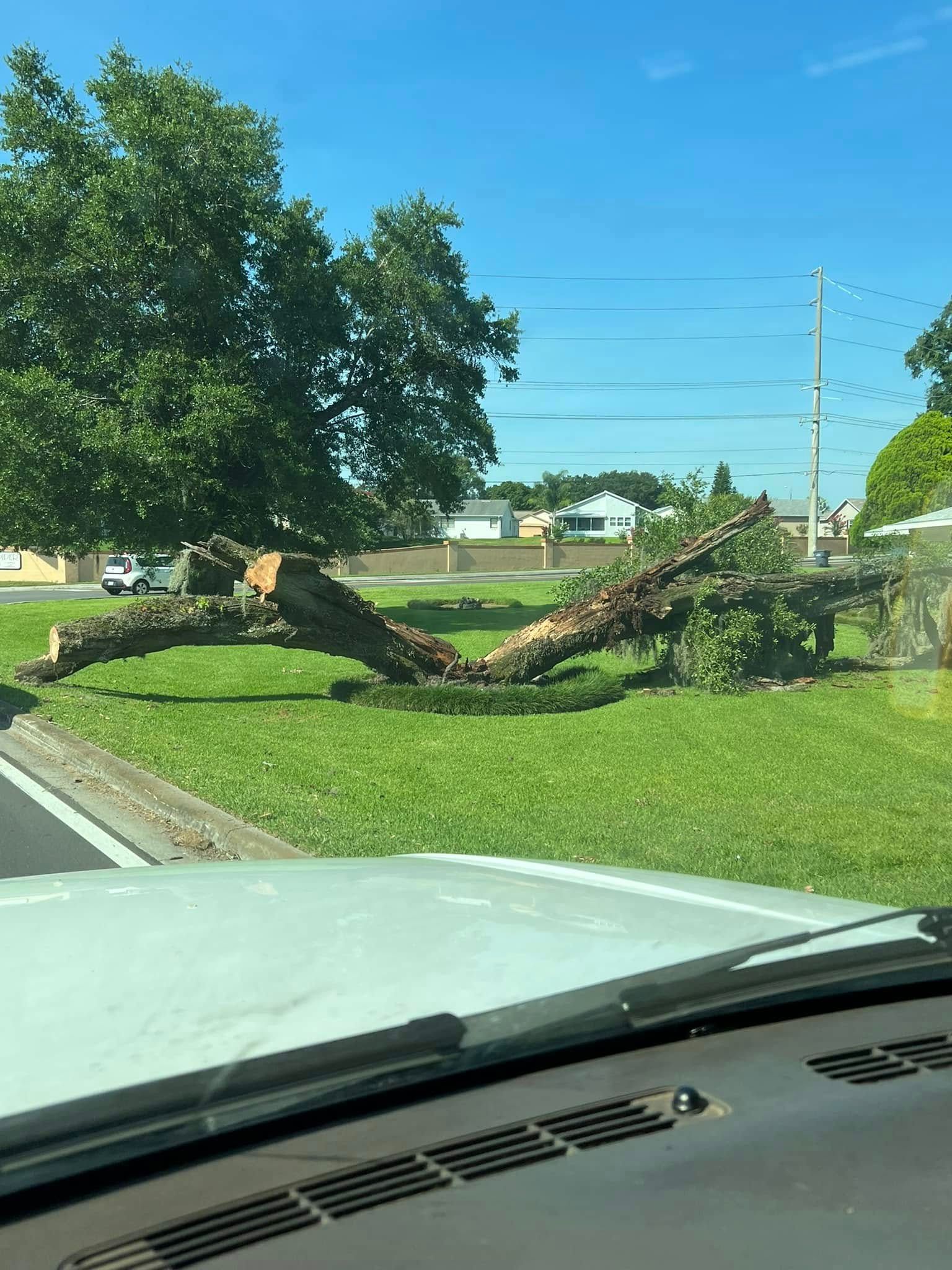 Large tree fallen across a grassy roadside near a road, viewed from inside a car on a sunny day