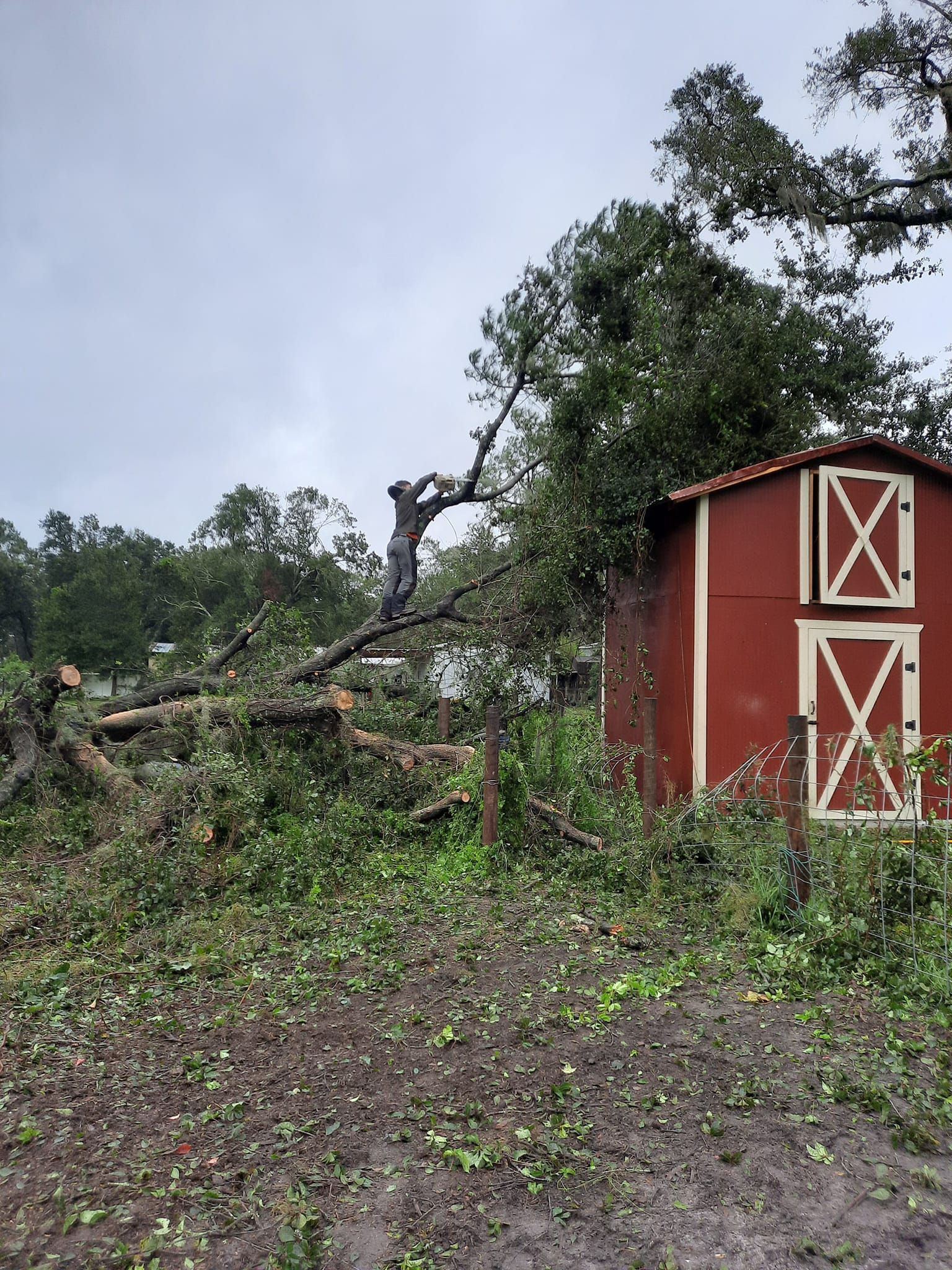 Red shed with white trim beside a fallen tree and storm debris in a muddy yard.