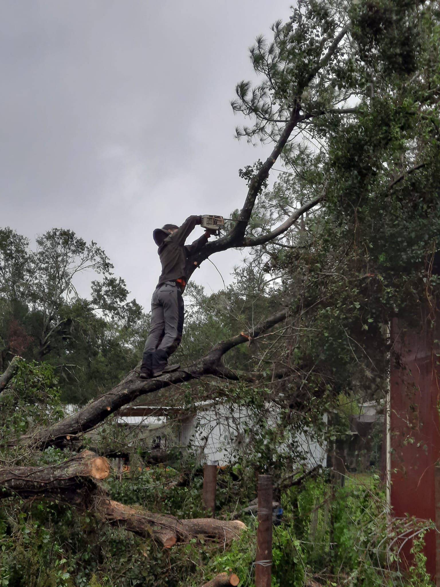 Person trimming a tree branch in a yard beside a red building under a cloudy sky