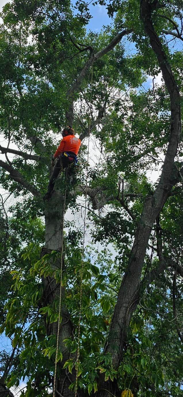 Person in an orange shirt climbing a tree amid dense green foliage