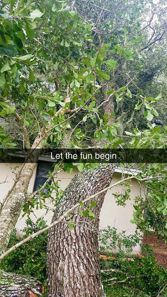 Leafy tree trunk in a garden beside a pale wall, with “Let the fun begin” text overlaid.