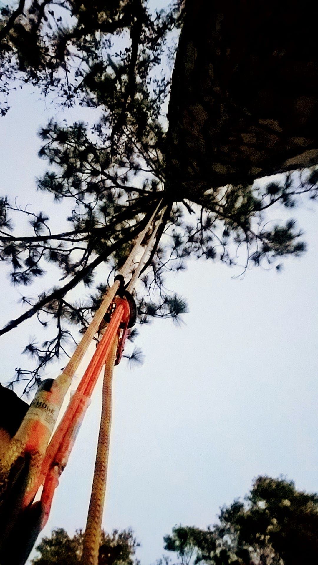 Tree-trimming equipment reaching up into tall pine branches against a bright sky