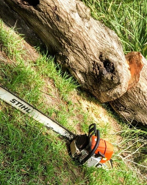 Orange chainsaw on grass beside a fallen tree trunk outdoors
