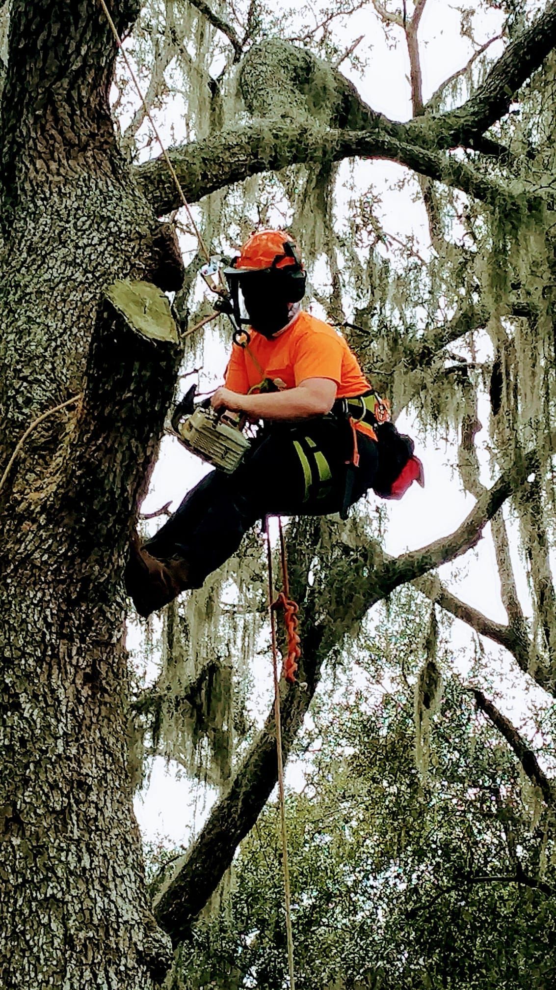 Person in orange climbing gear sits in a tree branch harness among mossy branches and vines.