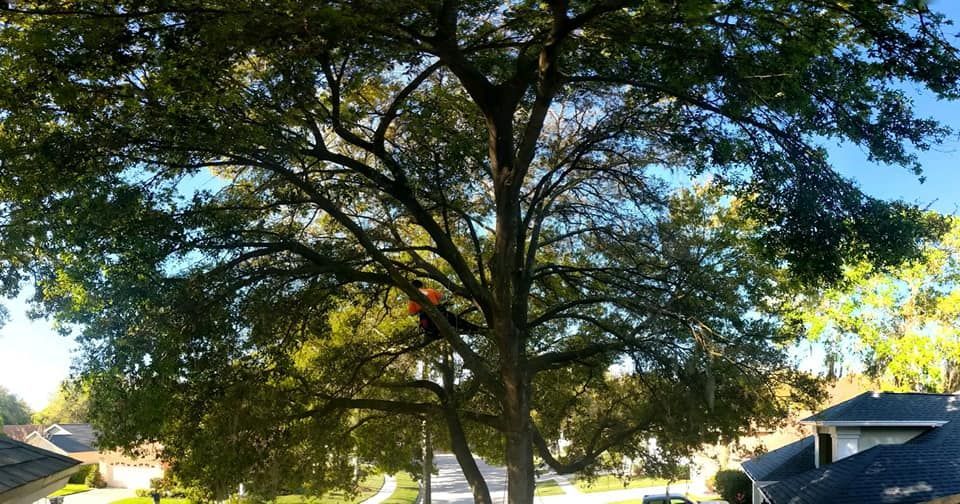Large leafy tree in a suburban yard with houses and blue sky in the background