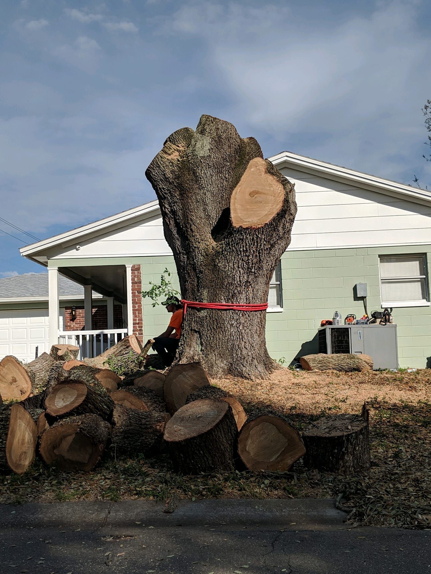 Large uprooted tree trunk tied with red straps in front of a house, with cut logs stacked nearby.