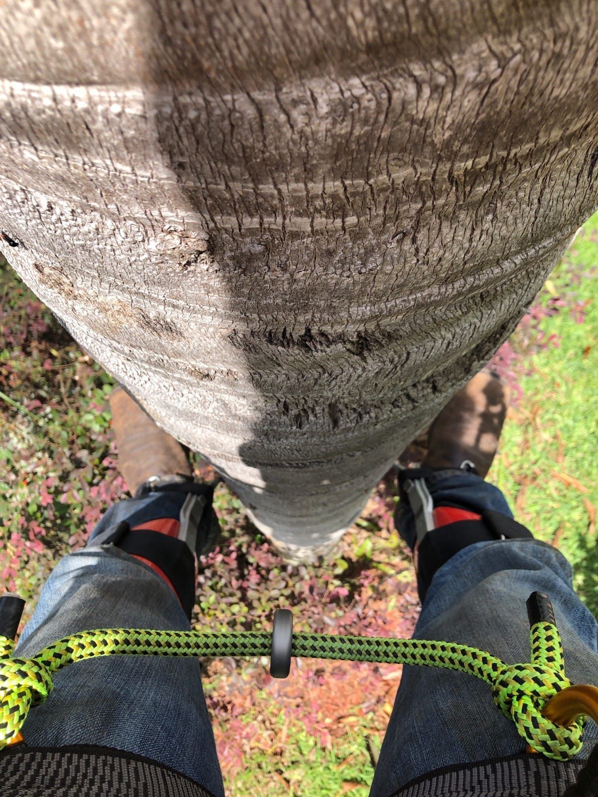 Looking down from a tree trunk with feet in climbing gear on green ground below
