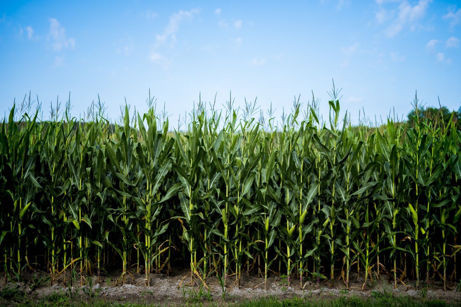 A row of corn plants growing in a field with a blue sky in the background.