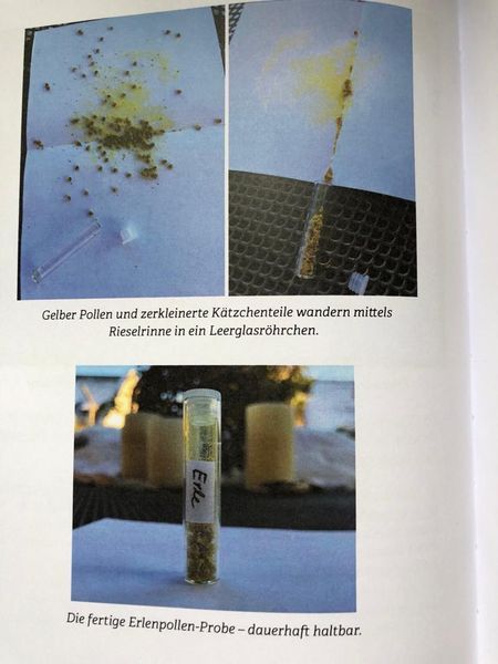 Erlenpollen-Probe selbst herstellen, Pollen trocknen, Pollenprobe selbst herstellen, eigenes Pollen-Set herstellen