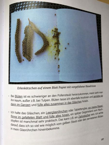 gelber Pollenstaub der Erlenkätzchen Erlenkätzchen trocknen, eigenes Pollen-Testset herstellen, Pollen-Test-Set, Pollen-Set zum Testen und Behandeln