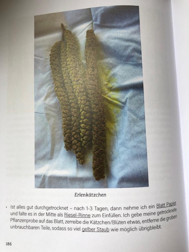 Erlenlätzchen Erlenpollen-Probe selbst herstellen, Erlenpollenallergie, Heuschnupfen, Pollenallergie Frühblüher, Biophotonen bei Erlenpollenallergie